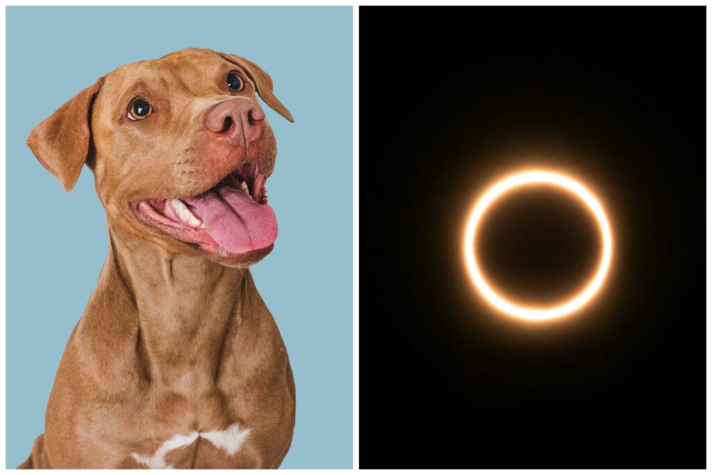 How Solar Eclipses Can Impact Your Dog's Behavior and Health