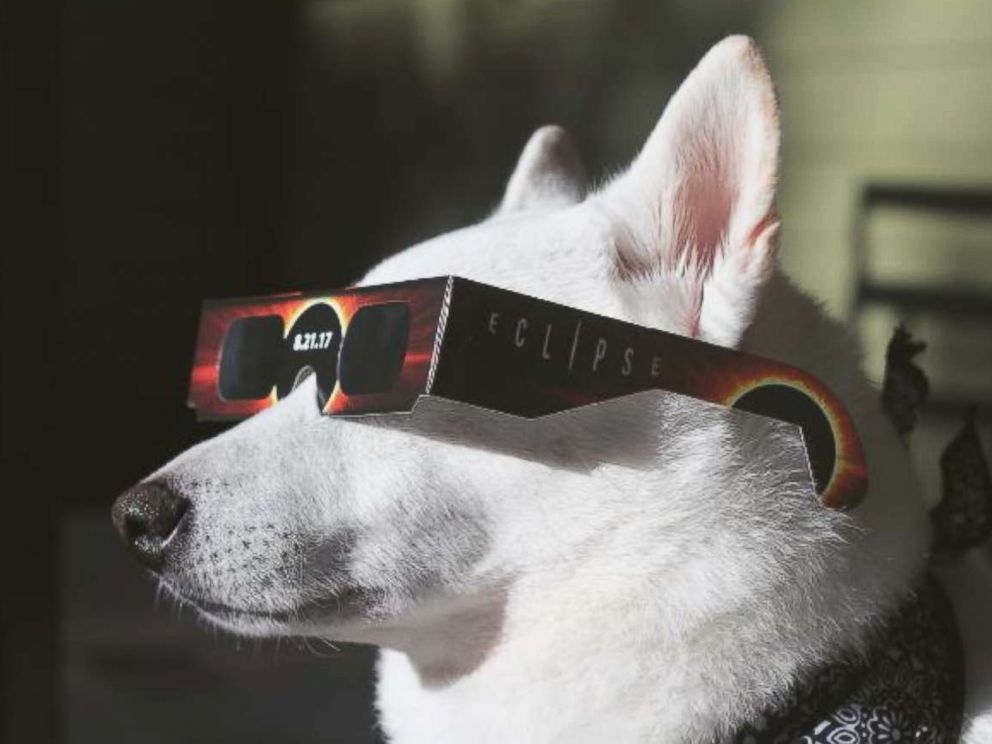 Protect Your Pup: The Best Dog Solar Eclipse Glasses for Safe Viewing