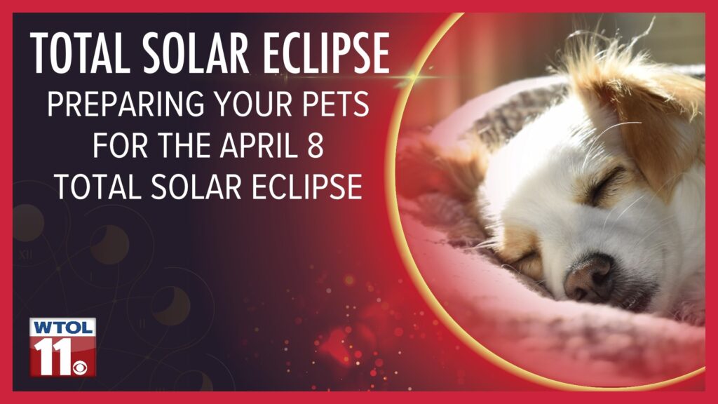 How Solar Eclipses Can Impact Your Dog's Behavior and Health