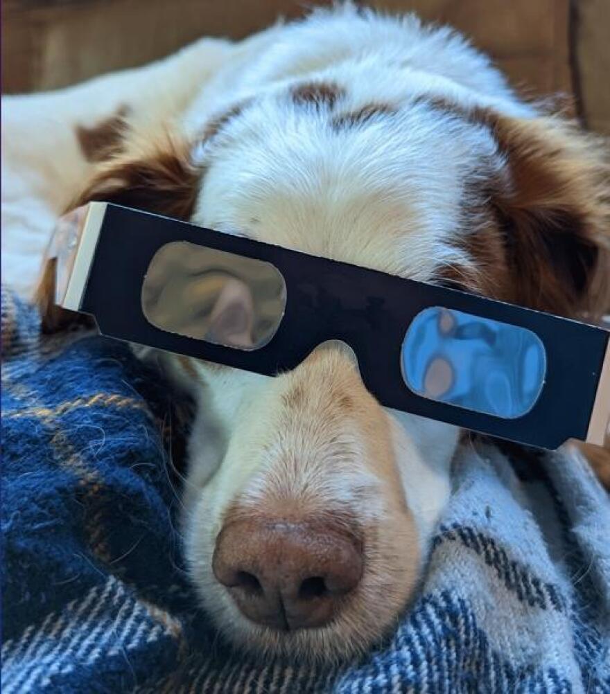 can dogs look at the solar eclipse